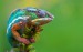 Nádherný farebný chameleón