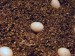 Nakladené vajíčka druhu Furcifera, z Madagascaru